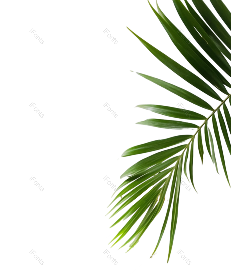 叶子图片,自然元素,植物PNG,免抠素材